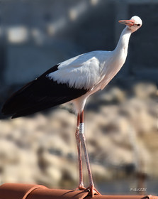 MISE A  JOUR  en cours