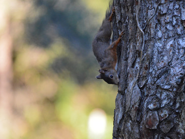 MISE A  JOUR  en cours