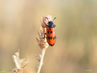 MISE A  JOUR  en cours