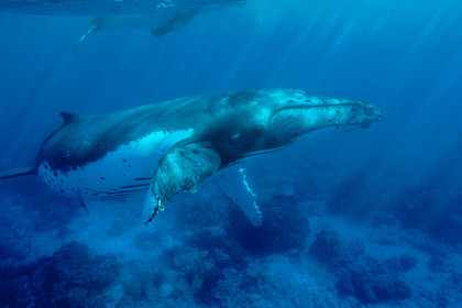 MISE A  JOUR  en cours