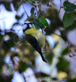 MISE A  JOUR  en cours