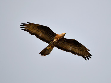 MISE A  JOUR  en cours