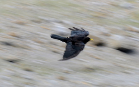 MISE A  JOUR  en cours