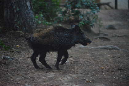 MISE A  JOUR  en cours