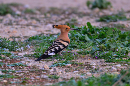 MISE A  JOUR  en cours