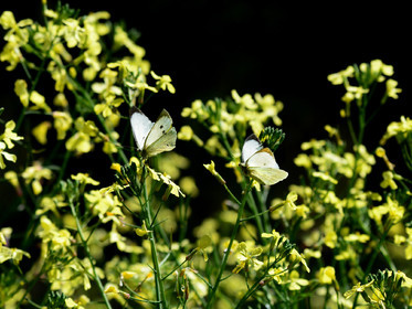 MISE A  JOUR  en cours