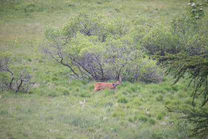 faune animaux montagne haute alpes ,queyras, mercantour,alpes de haute provence,alpes maritime