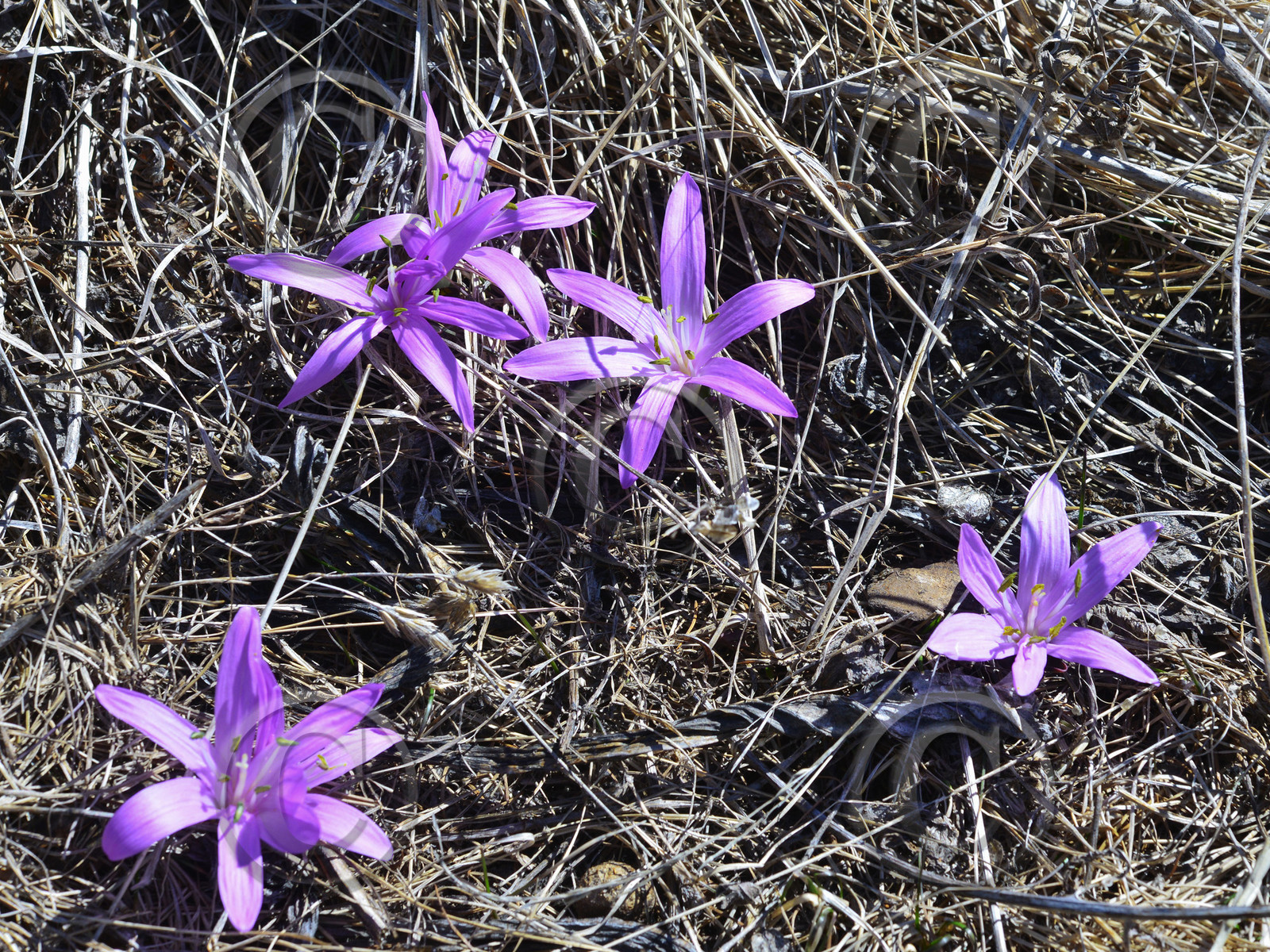 fleur-haute-alpes-de-provence-bouquetin-211.jpg