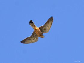 ref-faune-calanque-oiseau-faucon-6260.jpg