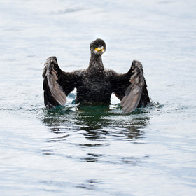 MISE A  JOUR  en cours