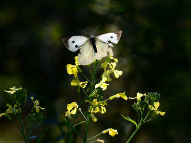 MISE A  JOUR  en cours