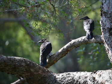 MISE A  JOUR  en cours