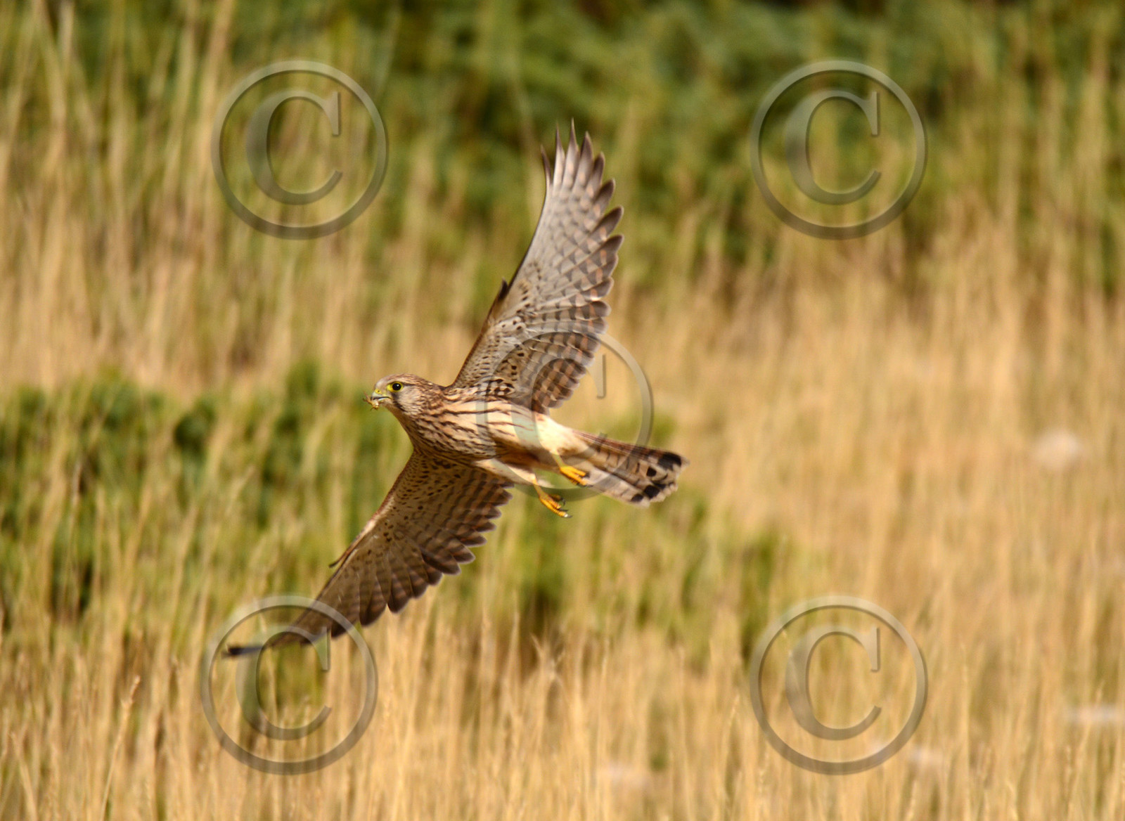 ventout-faune2-2840-1.jpg