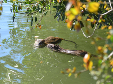 MISE A  JOUR  en cours