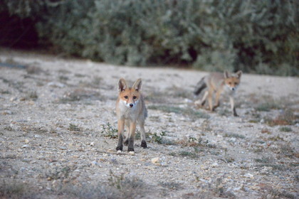 renardeaux  quelques part dans les calanques