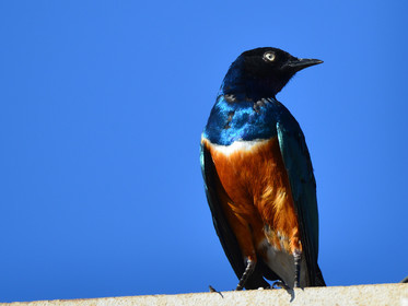 MISE A  JOUR  en cours