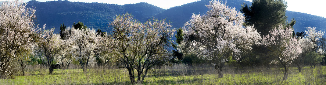 Photo de la sainte baume