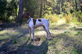 portrait-chien-9842.jpg