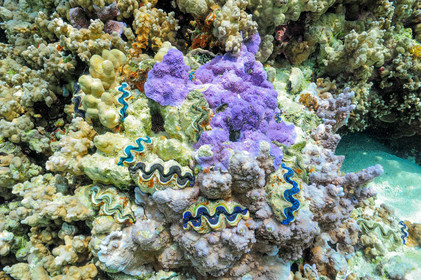 corail dans le pacifique