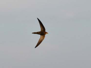 MISE A  JOUR  en cours