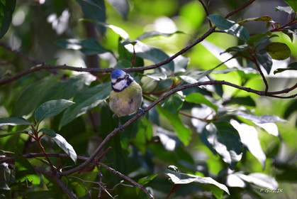 MISE A  JOUR  en cours