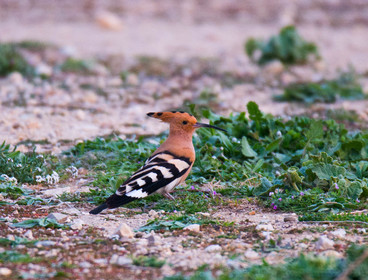 MISE A  JOUR  en cours