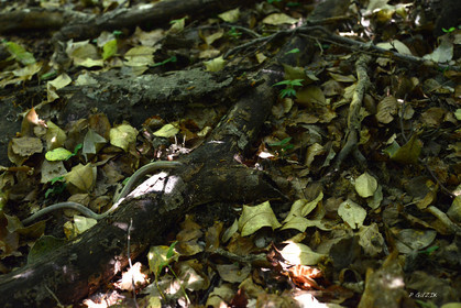 MISE A  JOUR  en cours