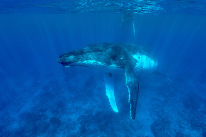 MISE A  JOUR  en cours