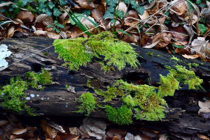 Photo de la sainte baume